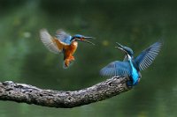 414 - KINGFISHER FIGHT - CHEN CHIDI - taiwan <div